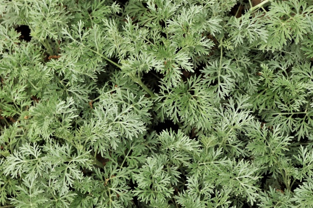 Artemisia : une plante pour éradiquer le paludisme